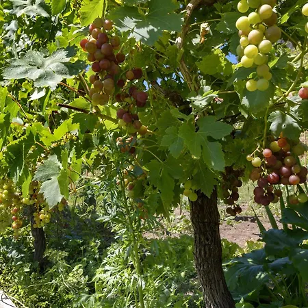 Фермерский дом Quinta Santa Marinha Аркуш-ди-Валдевеш